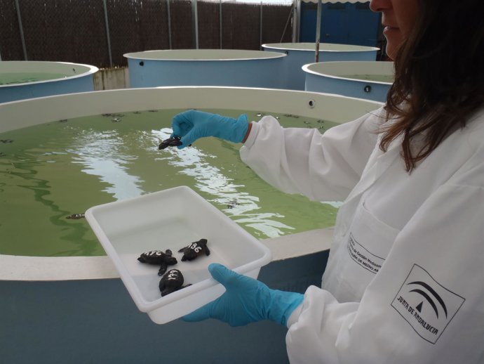 Un técnico de Medio Ambiente atiende a crías de tortuga boba