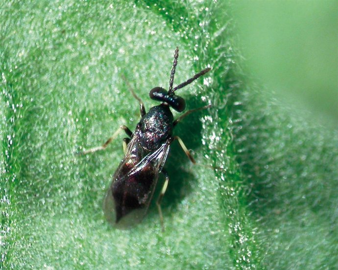 Ndp: Encuentran Avispas Capaces De Eliminar La Tuta Absoluta