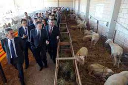 Feria de Cedrillas (Teruel)