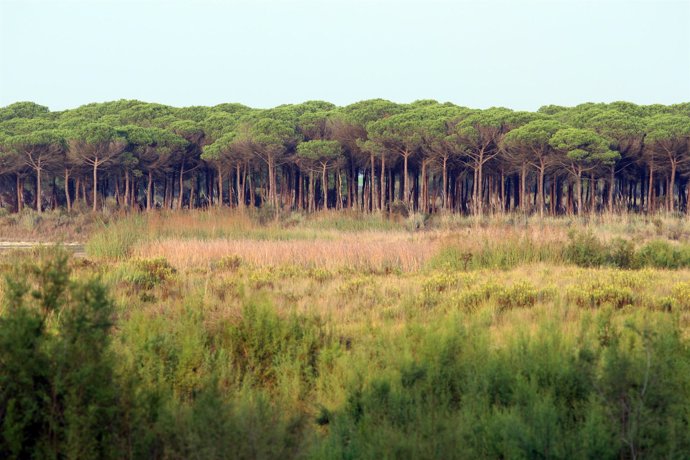 Parque Natural de Doñana