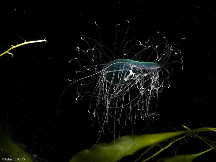 Medusa 'Olindias phosphorica'