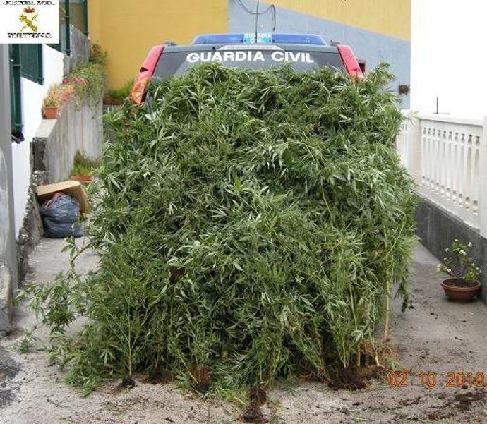 Marihuana incautada.