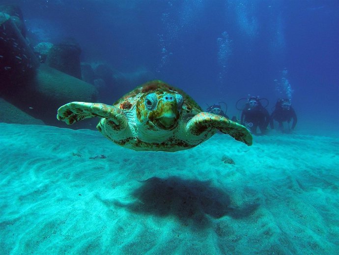 Una de las tortugas vistas por los buceadores