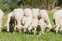 El último caso de 'lengua azul' se produjo en noviembre de 2008 en Huelva en dos explotaciones centinelas