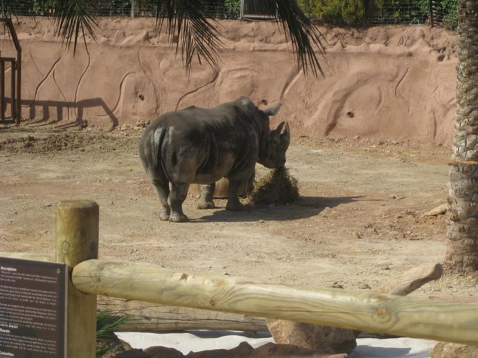 La rinoceronte 'Chiqui' en Terra Natura de Murcia