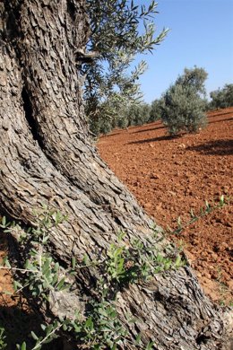 Olivos en olivares de Andalucía