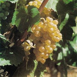 Viñas