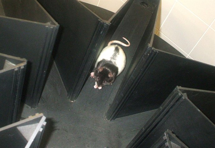 Experimento con ratas