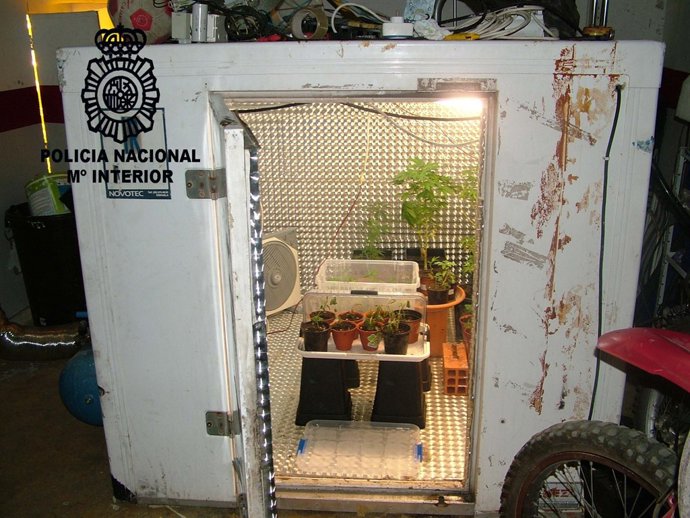 Plantación de marihuana desmantelada