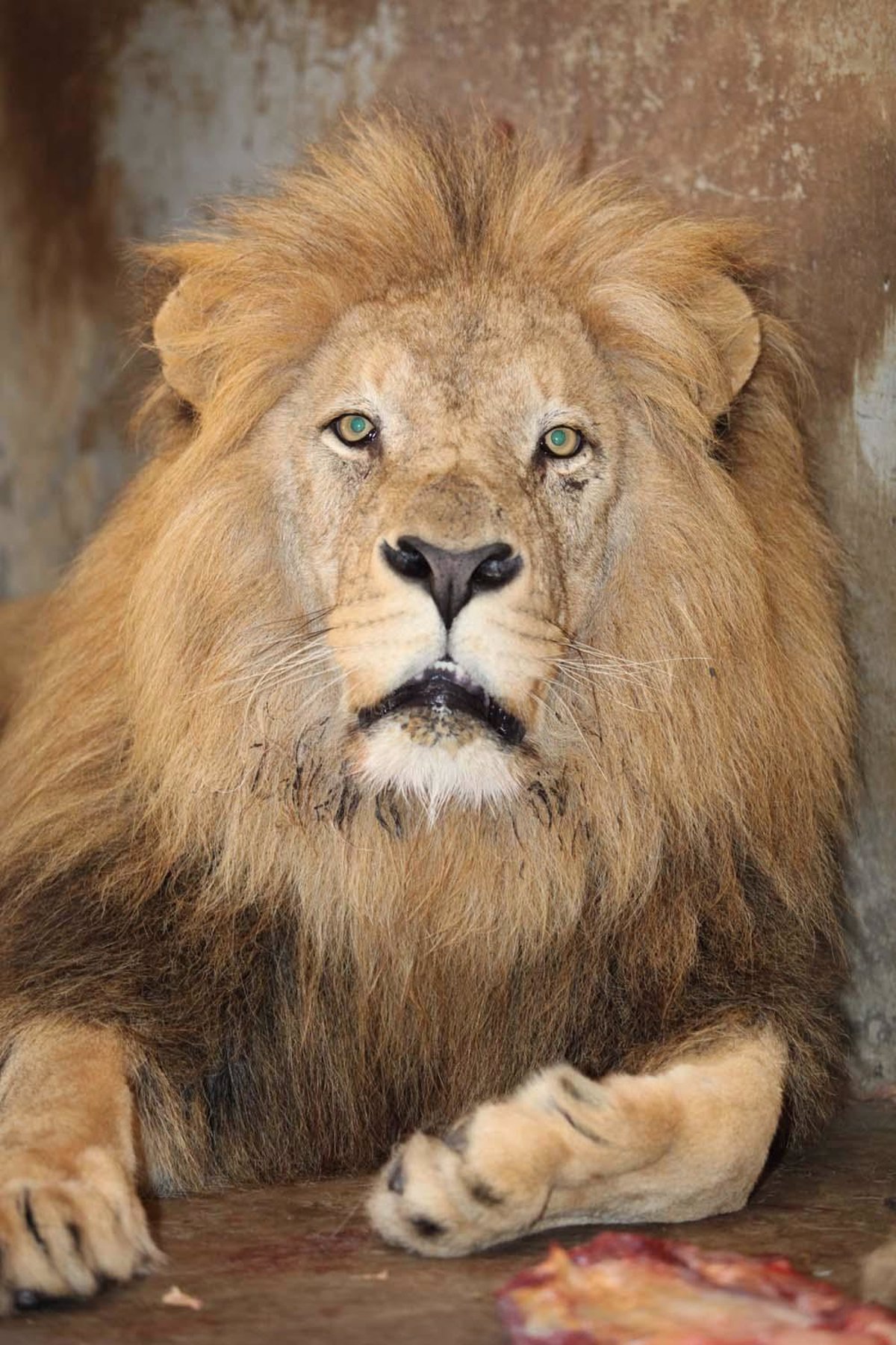 Bioparc amplia su familia con tres leones de Angola