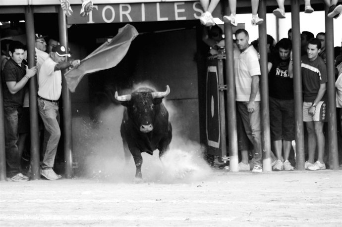 Las jornadas pretenden mostrar el mundo del toro en todas sus facetas