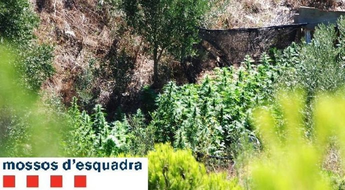 Plantas de marihuana en l'Hospitalet de l'Infant