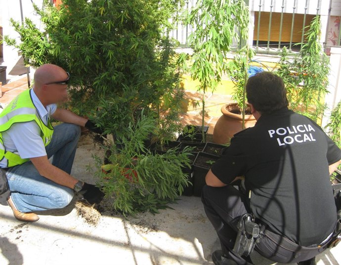 Incautación de plantas de marihuana