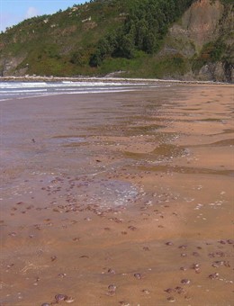 Medusas varadas en Rodiles
