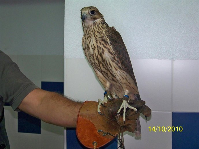El halcón recuperado