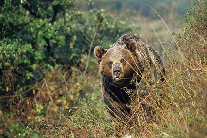 Oso pardo (Ursus arctos). C
