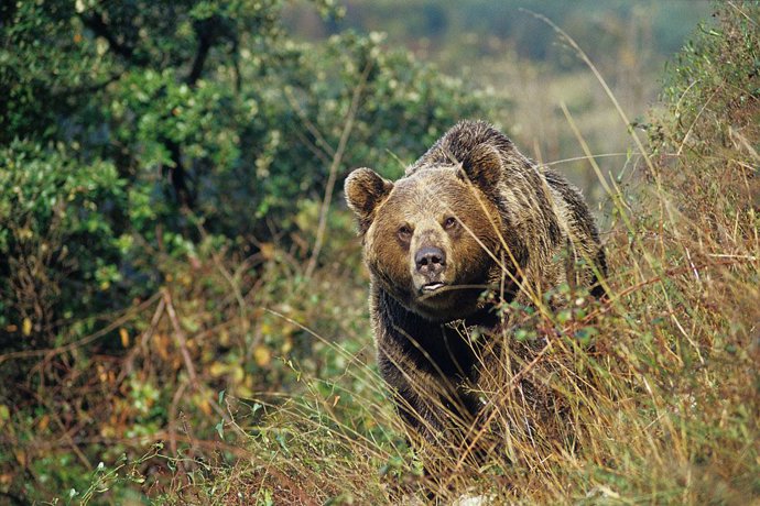 Oso pardo (Ursus arctos). C