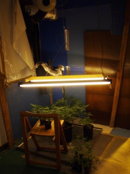 Las plantas se cultivaban con un sistema de luz artificial instalado en el inter