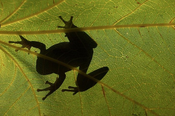 Una parte de la muestra de Biodiversidad