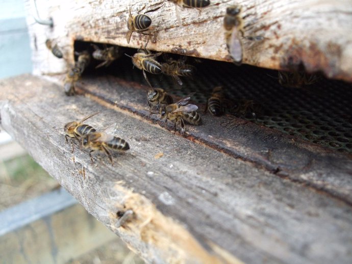 Colmena con abejas