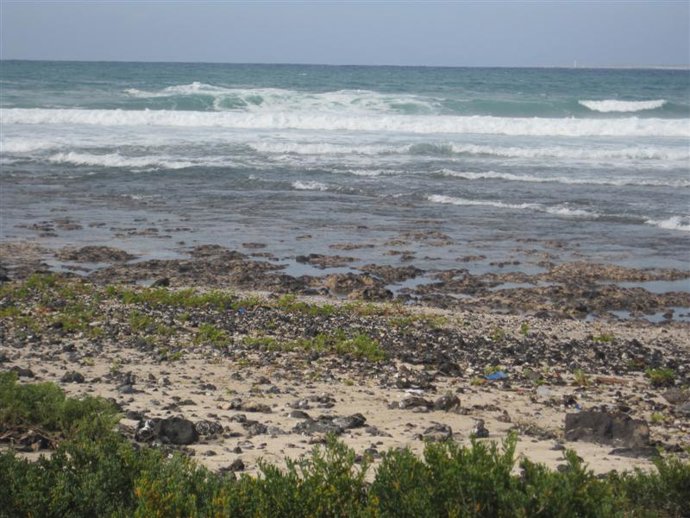 Recogida Seba. Ayto. La Oliva