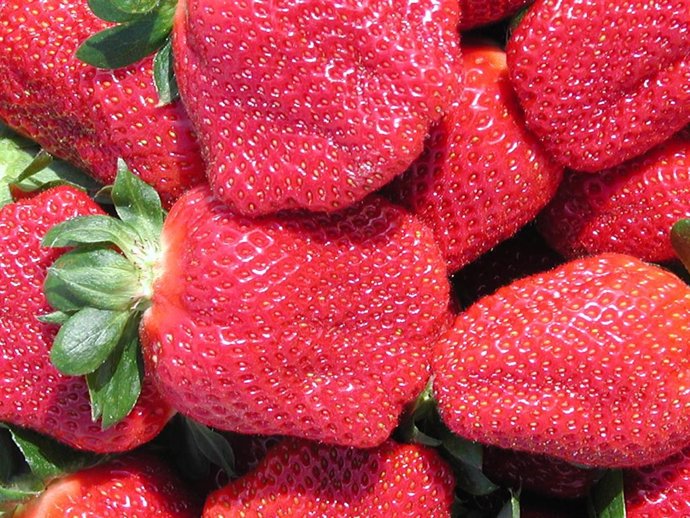 Fresas