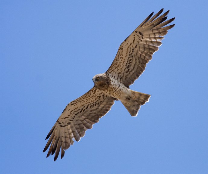 Ejemplar de águila culebrera en vuelo