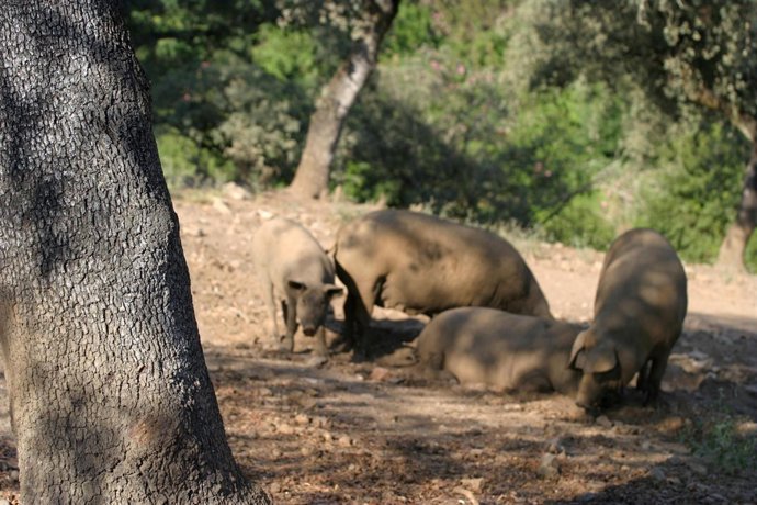 cerdos ibéricos de pata negra en la serranía de Huelva