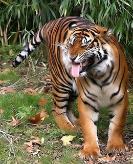 tigre