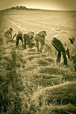 Fotografía 'La Siega', premiada por la Diputación.