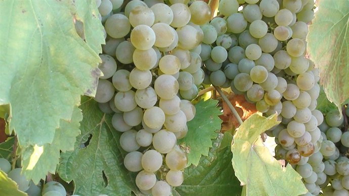 Viñedo-uvas