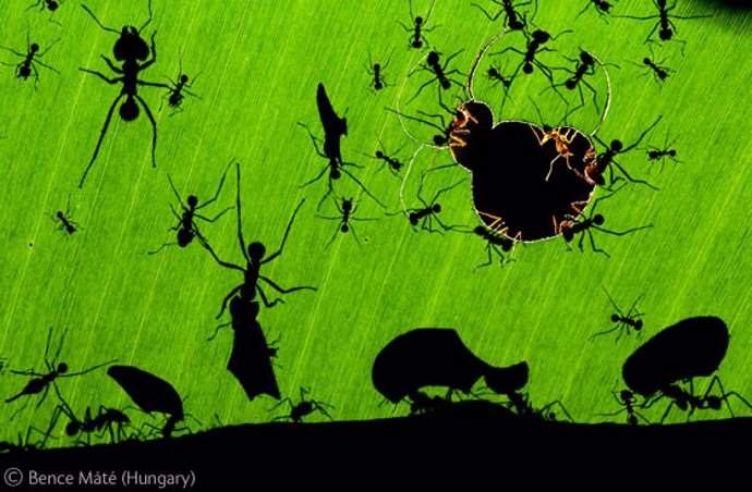 Una maravilla de las hormigas