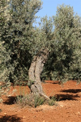 Olivos en olivares de Andalucía