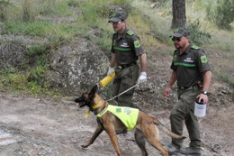 Dos agentes medioambientales realizan el rastreo de cebos envenenados con un per