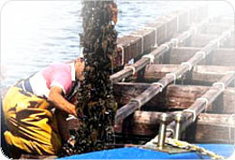 Cuerda de mejillones