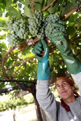 Vendimia en As Rías Baixas