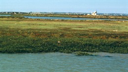 Imagen del Parque Natural de la Bahía de Cádiz