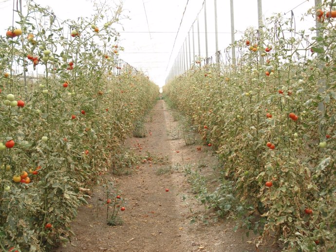 Una de las plantaciones murcianas de tomate
