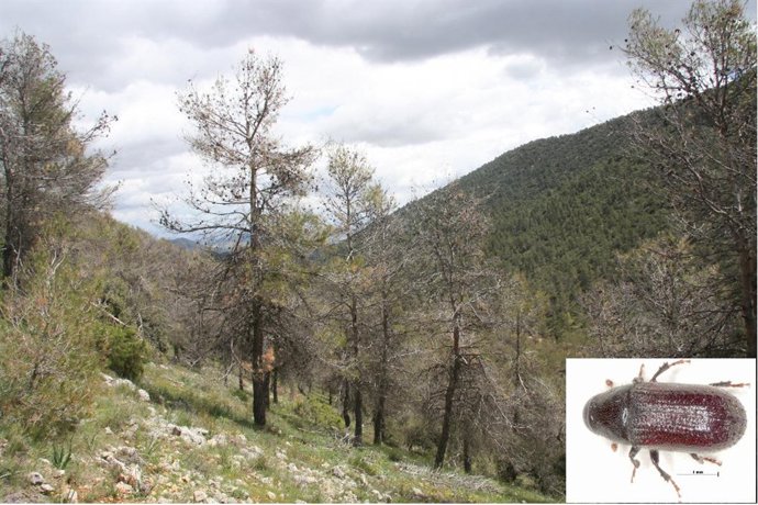 Imagen de una zona de pinar en Murcia