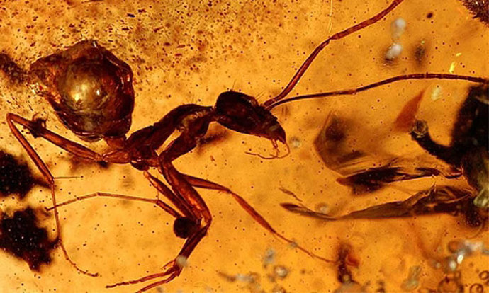 insecto conservado en ámbar