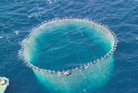 Aguilar pide "tiempo" para evaluar la recuperación del atún rojo