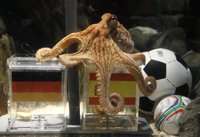 El estrés pudo acortar la vida del pulpo Paul, según un experto