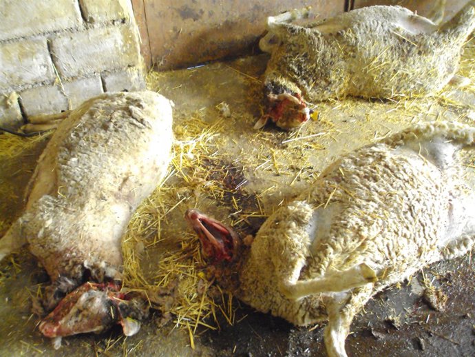 Ovejas muertas