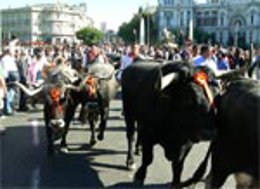 Las ovejas recorren por Madrid