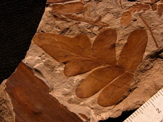 Fósil vegetal de la colección del Jardín Botánico de Córdoba