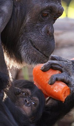 Un chimpancé con su bebé. Mono. Animal