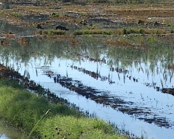 Arroceros temen mortandad peces por no quemar paja arroz