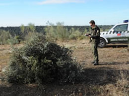 Quema de restos de poda controlada por un agente forestal