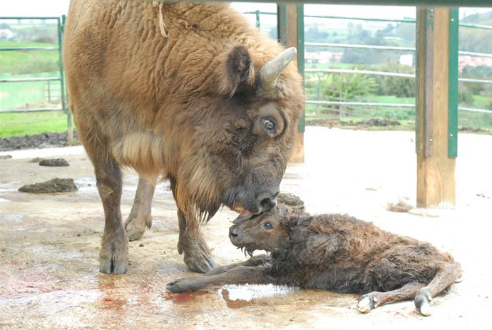 bisonte europeo en Santillana
