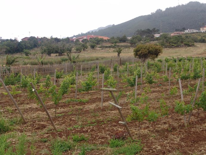 Nota De Prensa Y Fotos, Informe Variedades Uva, Lunes 25 De Octubre De 2010